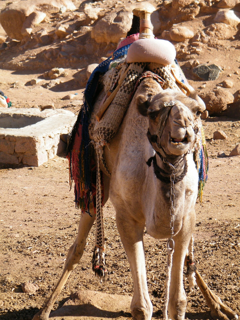 Egiptas, Sinai, Kupranugaris, Nemokamos Nuotraukos,  Nemokama Licenzija