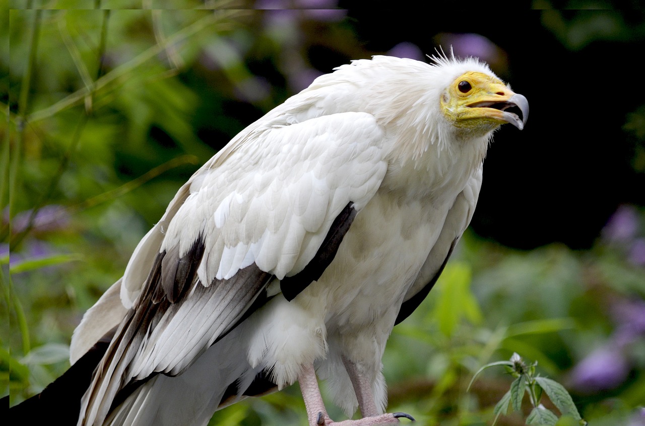 Egipto Grifas, Skrybėlė, Raptoras, Plėšrusis Paukštis, Skristi, Nemokamos Nuotraukos,  Nemokama Licenzija