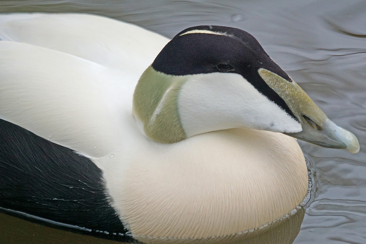 Eider, Patinas, Speniai, Ančių Paukštis, Žemyn, Atšilimas, Elegantiškas, Portretas, Laukinės Gamtos Fotografija, Somateria Mollissima