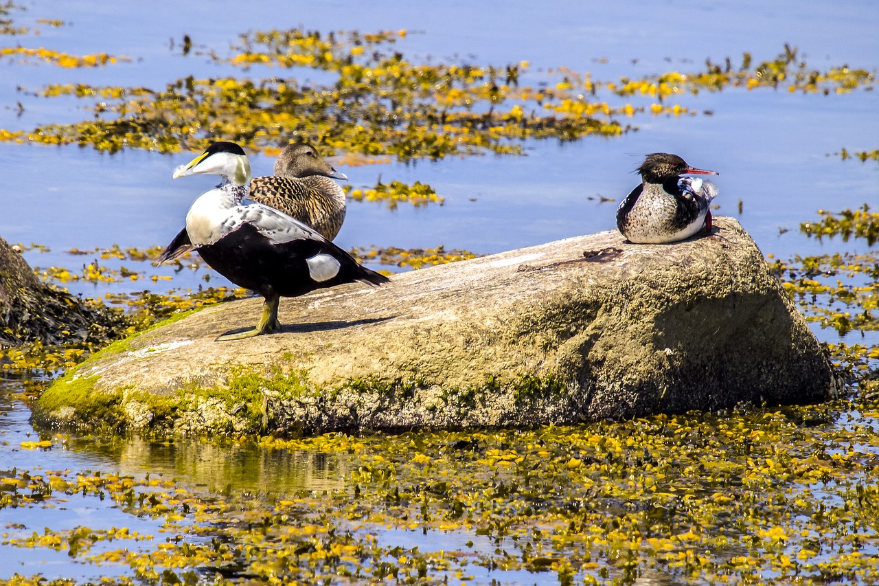 Eider, Antis, Paukštis, Vandens Paukštis, Gamta, Gyvūnas, Nemokamos Nuotraukos,  Nemokama Licenzija