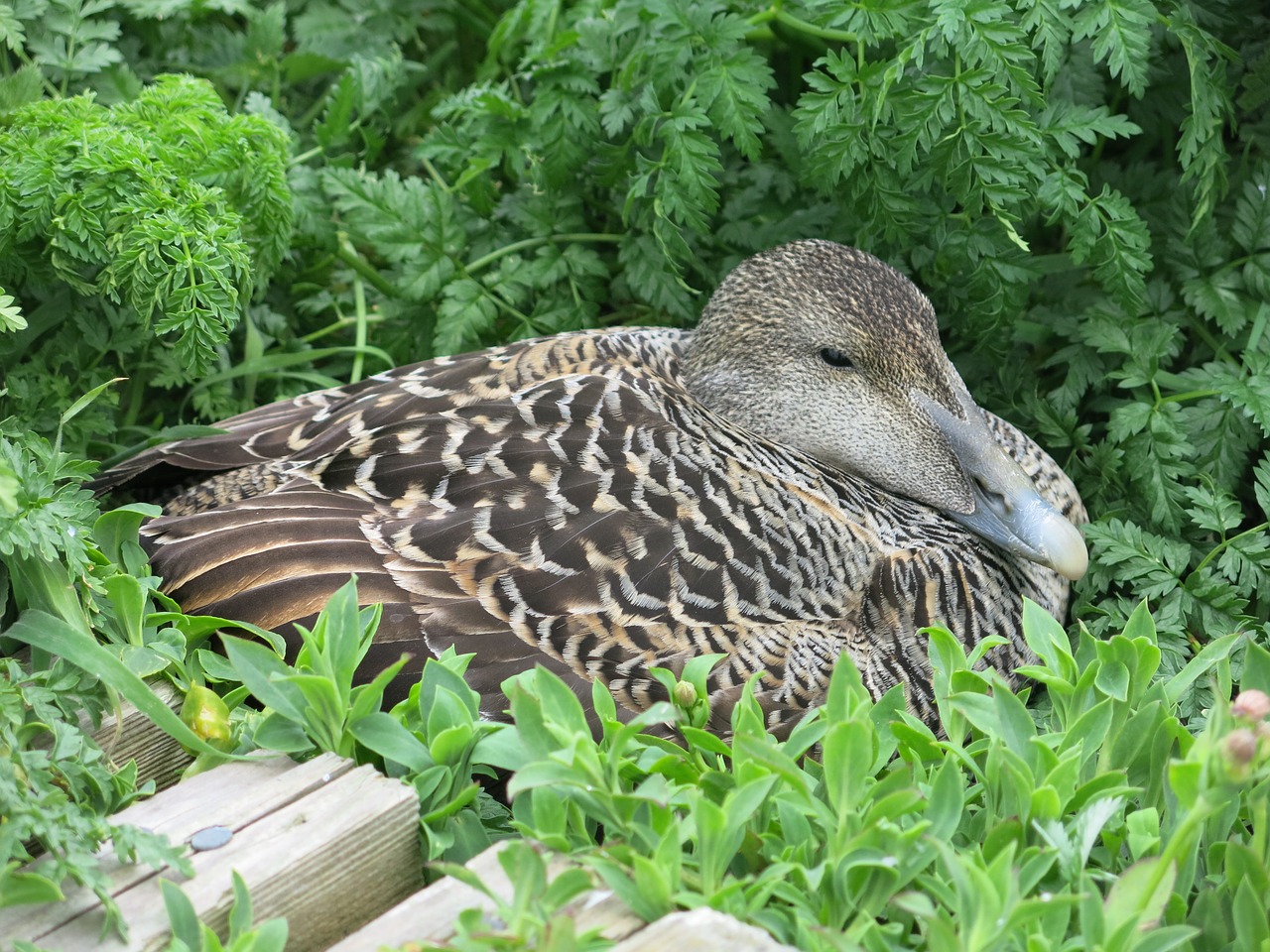 Eider,  Antis,  Paukštis,  Snapas,  Vandens Paukščiai,  Lizdą,  Laukinė Gamta,  Moteris,  Lizdas, Nemokamos Nuotraukos