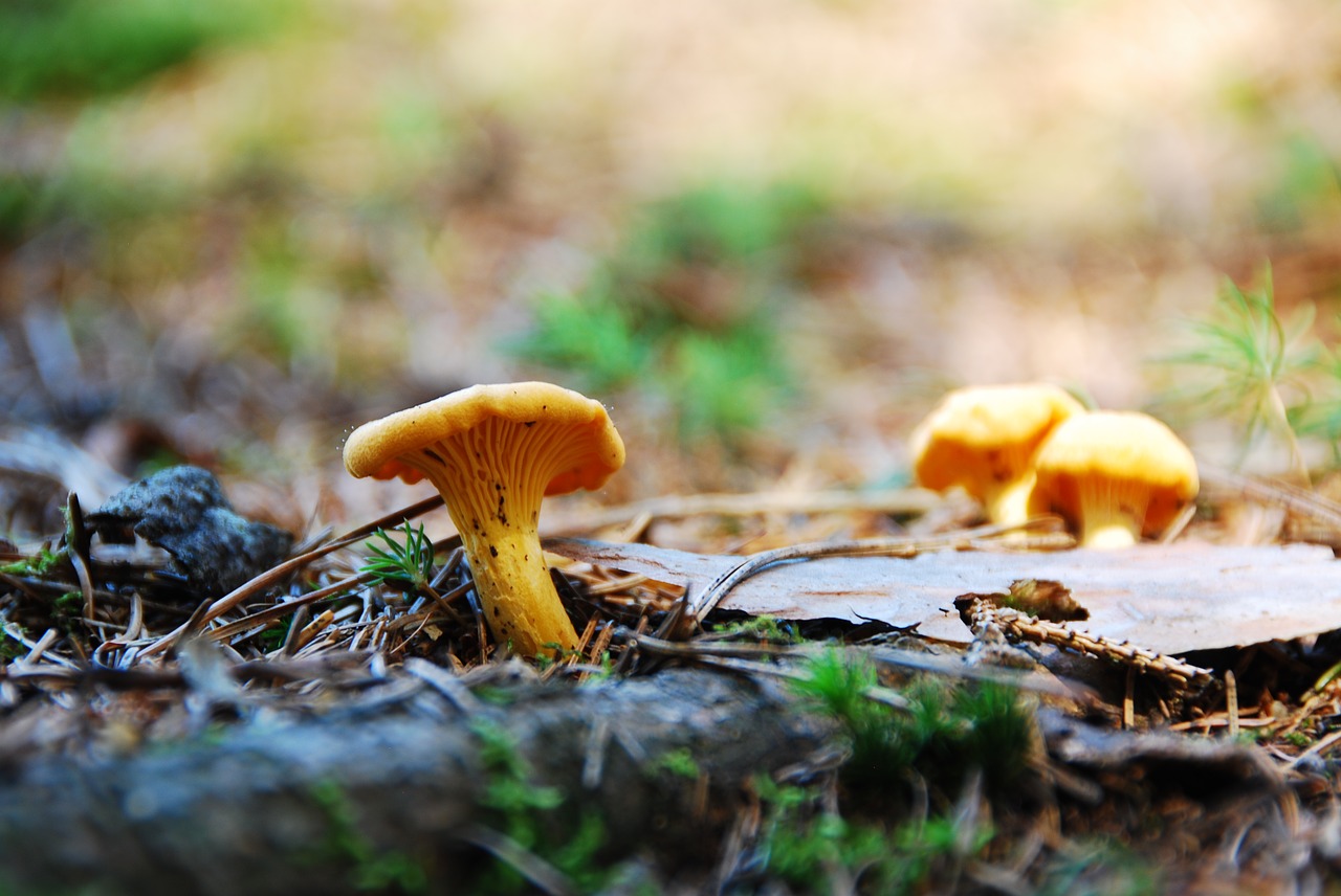 Eierschwammerl, Chanterelle, Maistas, Voverai, Valgomieji, Geltona, Grybai, Nemokamos Nuotraukos,  Nemokama Licenzija