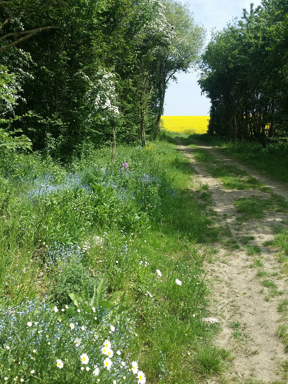 Eifel, Žygiai, Gamta, Aliejiniai Rapsai, Gėlės, Nemokamos Nuotraukos,  Nemokama Licenzija