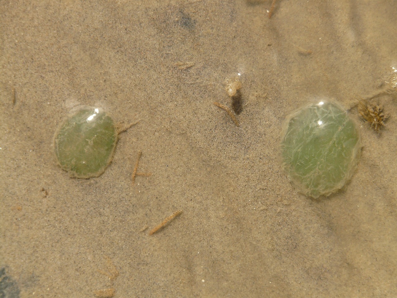 Eiklumpenas, Dėmėtoji Blattwurm, Kirminas, Anaitides Maculata, Eigelege, Vato Dugnas, Wadden Jūra, Vatai Gyventojai, Gyvūnas, Lapų Kirminas