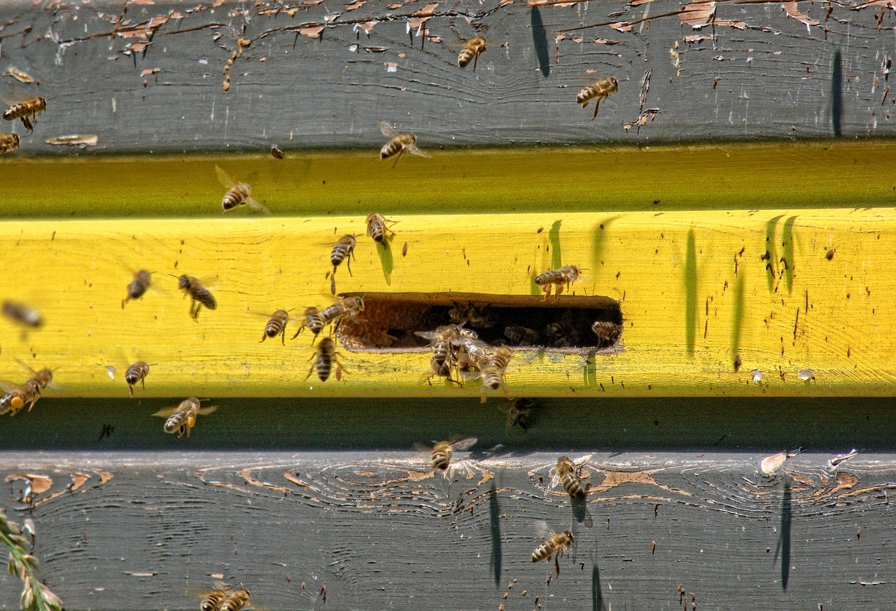 Einflugloch, Bitės, Avilys, Metodas, Bičių Požiūris, Skristi, Medaus Bitė, Dėl Požiūrio, Nusileidimas, Nemokamos Nuotraukos