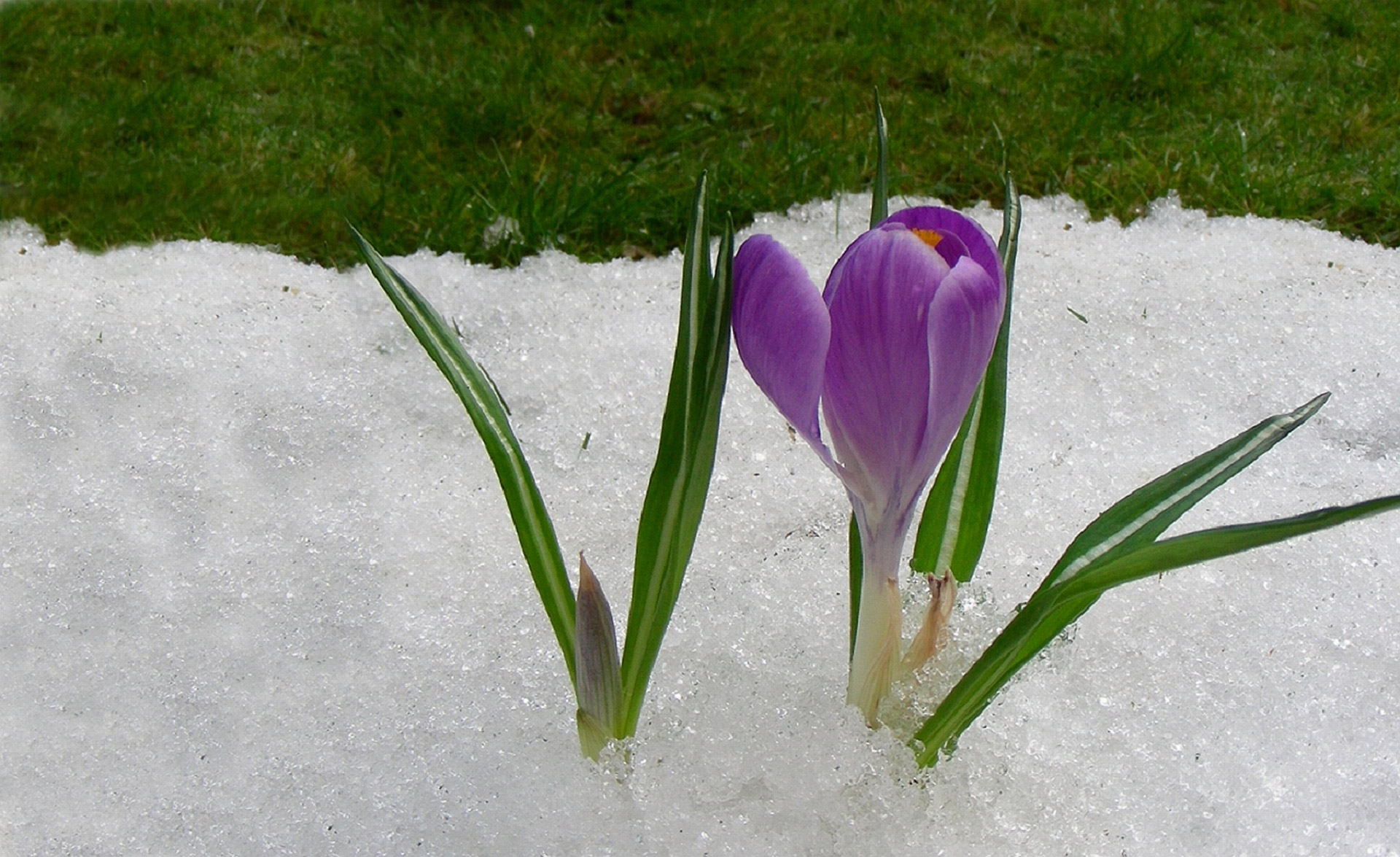 Pavasaris,  Žiema,  Sniegas,  Ledas,  Crocus,  Gėlės,  Ištirpinti,  Gamta,  Ledlaužas, Nemokamos Nuotraukos