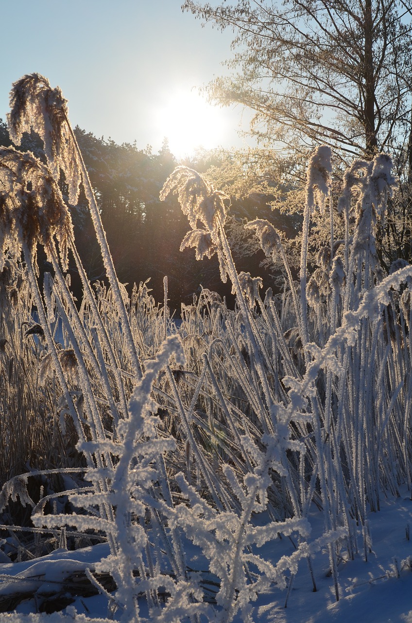 Eiskristalio, Žiemos Magija, Šaltas, Sušaldyta, Žiema, Saulėtekis, Nemokamos Nuotraukos,  Nemokama Licenzija