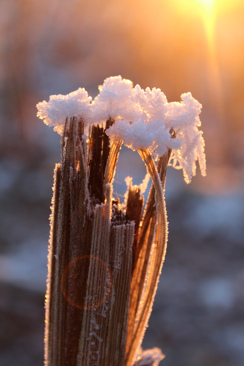 Eiskristalio, Sniegas, Šaltis, Saulė, Rytas, Žiema, Šaltas, Kristalas, Žiemą, Balta