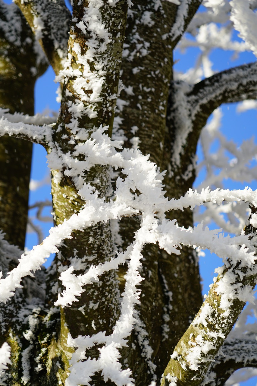 Eiskristalio, Medis, Žurnalas, Estetinis, Filialai, Auskaras, Žiema, Žiemos Nuotrauka, Žiemos Fotografija, Winteraufnahme