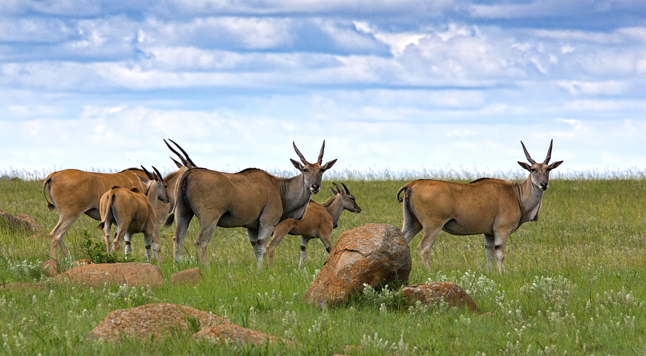 Eland, Antilopė, Buck, Gyvūnas, Laukinė Gamta, Afrika, Ganyklos, Gamta, Laukiniai, Safari
