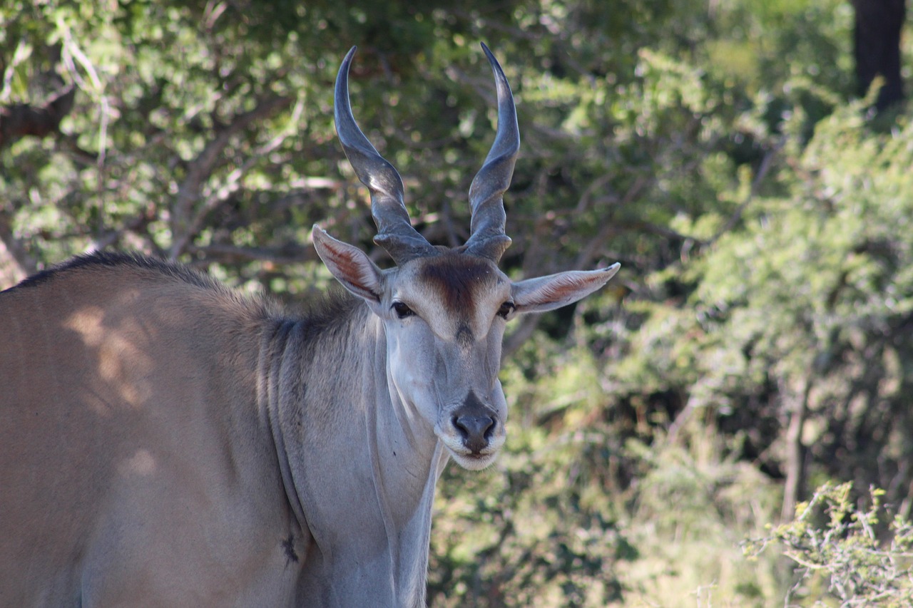 Eland, Buck, Laukinė Gamta, Gyvūnas, Afrika, Gamta, Laukiniai, Parkas, Safari, Į Pietus