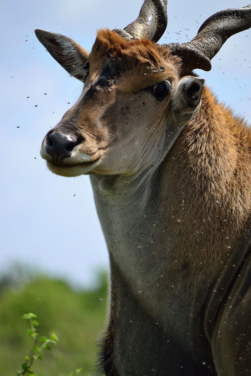 Eland, Nairobis, Nairobio Nacionalinis Parkas, Kenya, Afrika, Antilopė, Safari, Gyvūnas, Elnias, Gamta