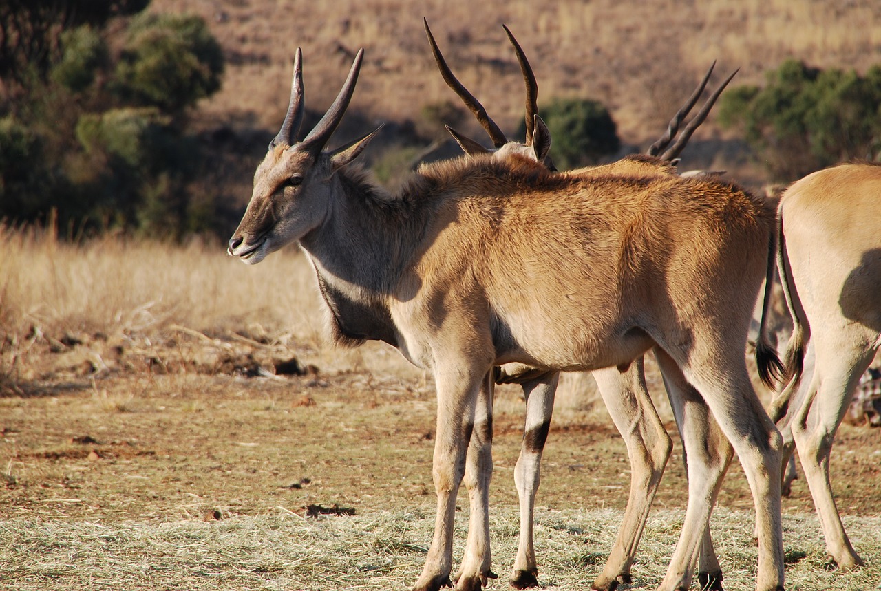 Elando Antilopė, Pietų Afrika, Laukinė Gamta, Nemokamos Nuotraukos,  Nemokama Licenzija