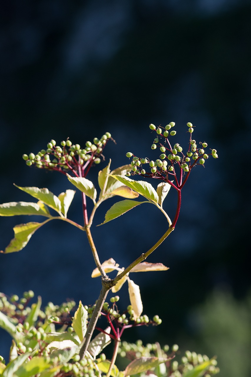 Vyresnysis, Adoxaceae, Holler, Augalas, Uogos, Sambukas, Uždaryti, Vasara, Nesugriebtos Uogos, Nemokamos Nuotraukos