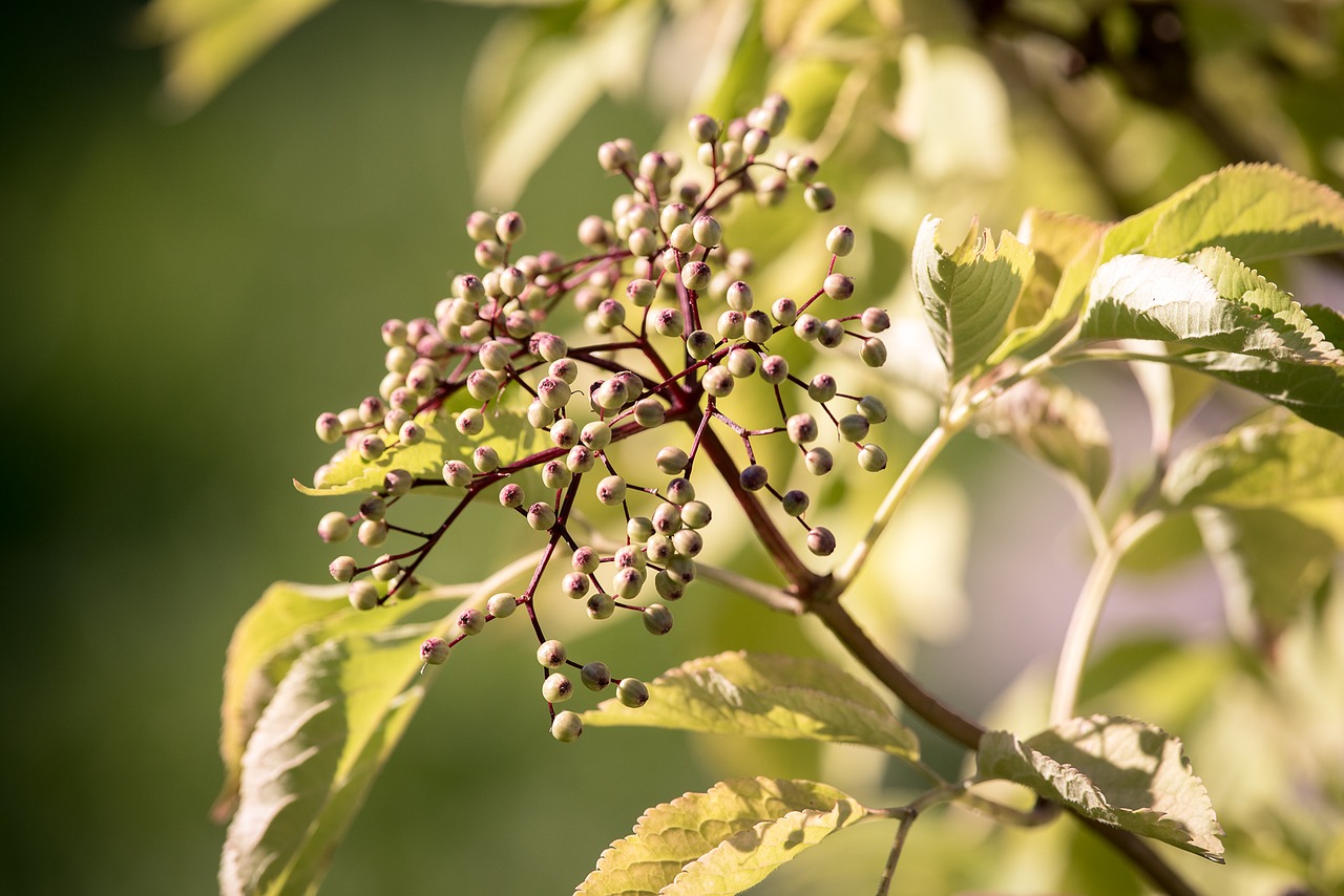 Vyresnysis, Vaisiai, Uogos, Laikiklis Krūmas, Sambucus Nigra, Vyšnios, Holler, Vitaminai, Turėtojas, Nesugriebtos Uogos