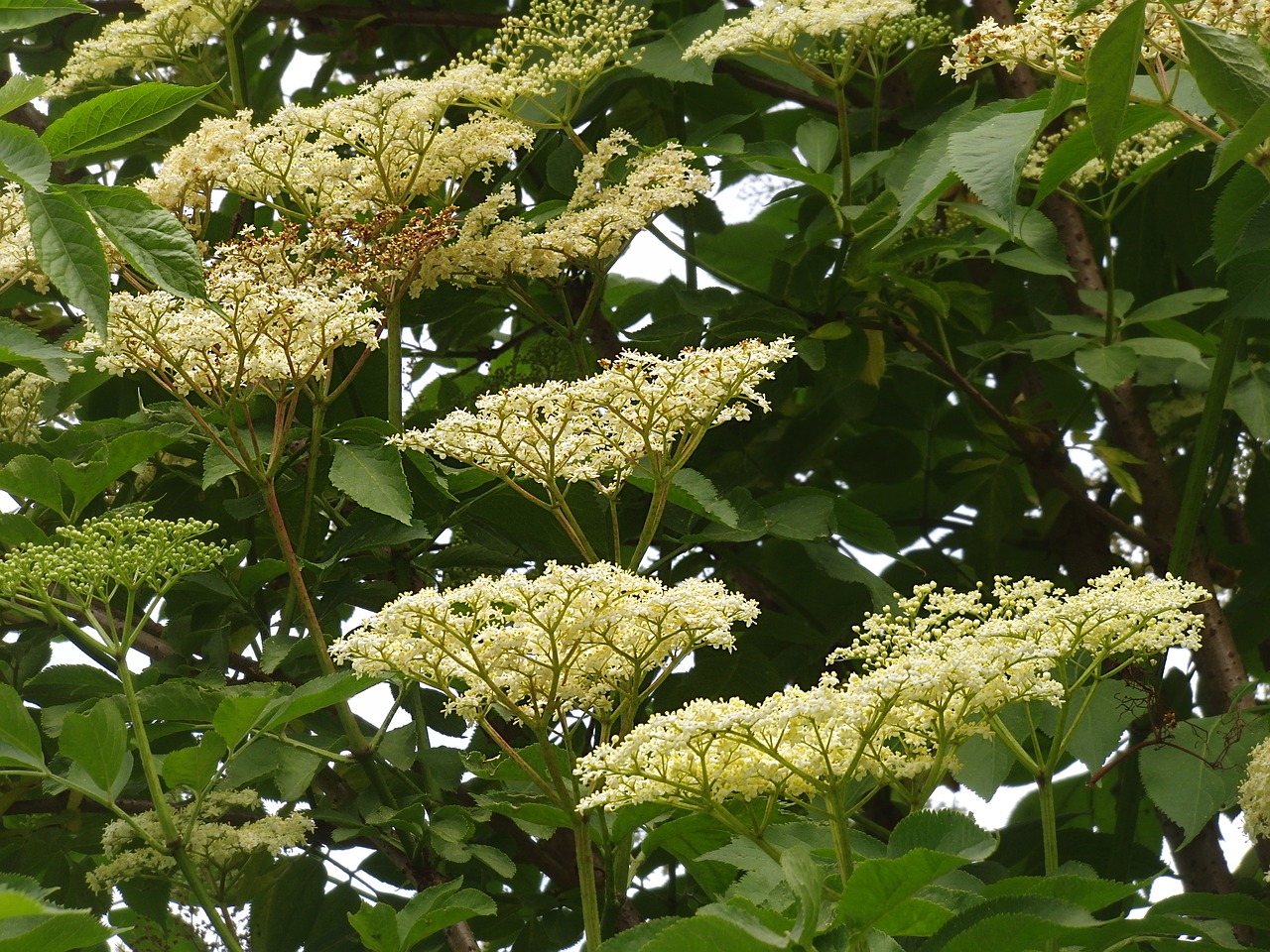 Vyresnysis, Laukinis Augalas, Holler, Juoda Eglutė, Laikiklis Krūmas, Sambucus Nigra, Gydymas, Balta, Elderflower, Muskusinis Žolelių Šiltnamio Efektas