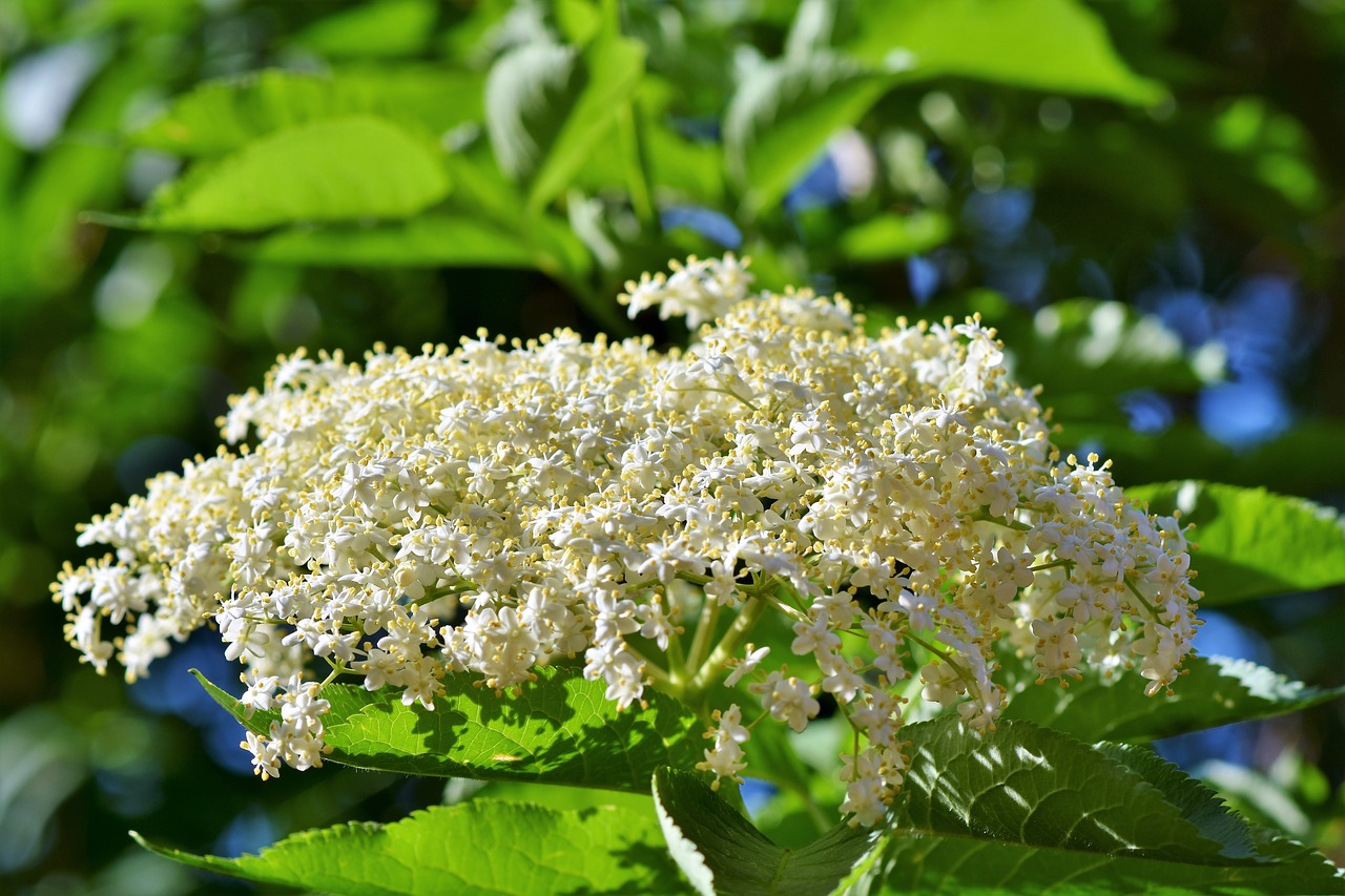 Vyresnysis,  Elderflower,  Laikiklis Įvorė,  Juoda Šeivamedžio,  Šeivamedžio Uogų,  Turėtojas,  Wykrzykiwać,  Uogos,  Neprinokę Uogų,  Nesubrendęs