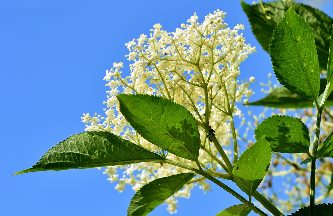 Vyresnysis,  Elderflower,  Laikiklis Įvorė,  Juoda Šeivamedžio,  Šeivamedžio Uogų,  Turėtojas,  Wykrzykiwać,  Uogos,  Neprinokę Uogų,  Nesubrendęs