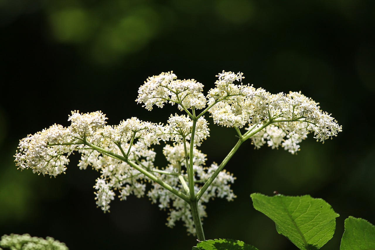 Vyresnysis,  Elderflower,  Baltos Spalvos,  Krūmas,  Žiedas,  Žydi,  Laikiklis Įvorė,  Žiedynai,  Sambucus Nigra,  Wykrzykiwać