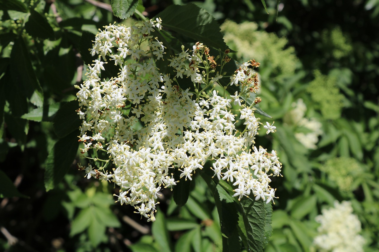 Vyresnysis,  Elderflower,  Švilpukas,  Plokščias, Nemokamos Nuotraukos,  Nemokama Licenzija