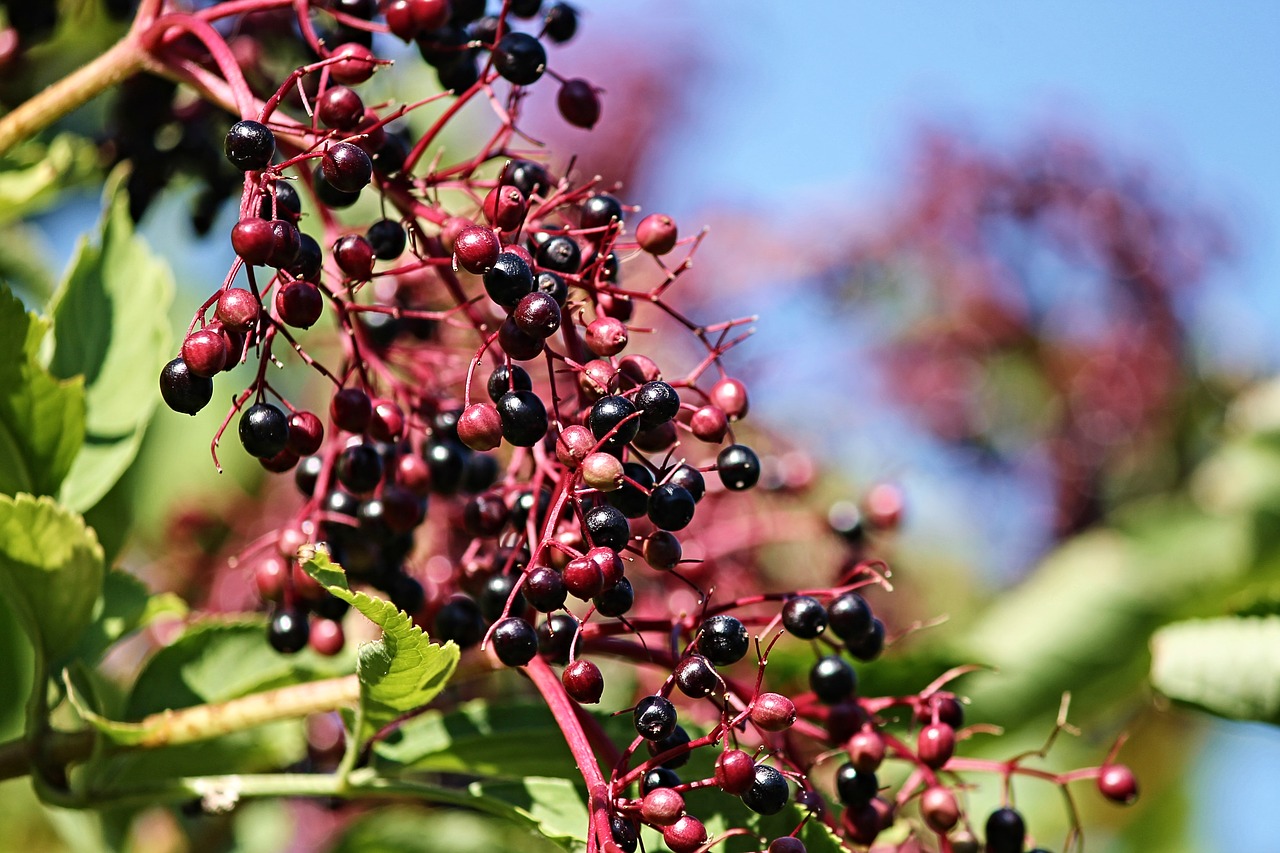 Vyresnysis,  Sambucus,  Subrendęs,  Sveiki,  Žalias,  Maisto,  Uogos,  Vegetarų,  Šeivamedžio Uogų,  Šeivamedžio Krūmas