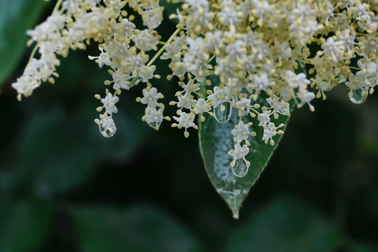 Elderflower,  Pavasaris,  Lietaus,  Lietaus Lašas,  Vyresnysis,  Baltos Spalvos,  Žiedas,  Žydi,  Pobūdį,  Iš Arti