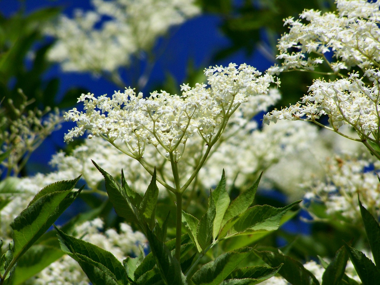 Elderflower,  Balta Gėlė, Nemokamos Nuotraukos,  Nemokama Licenzija