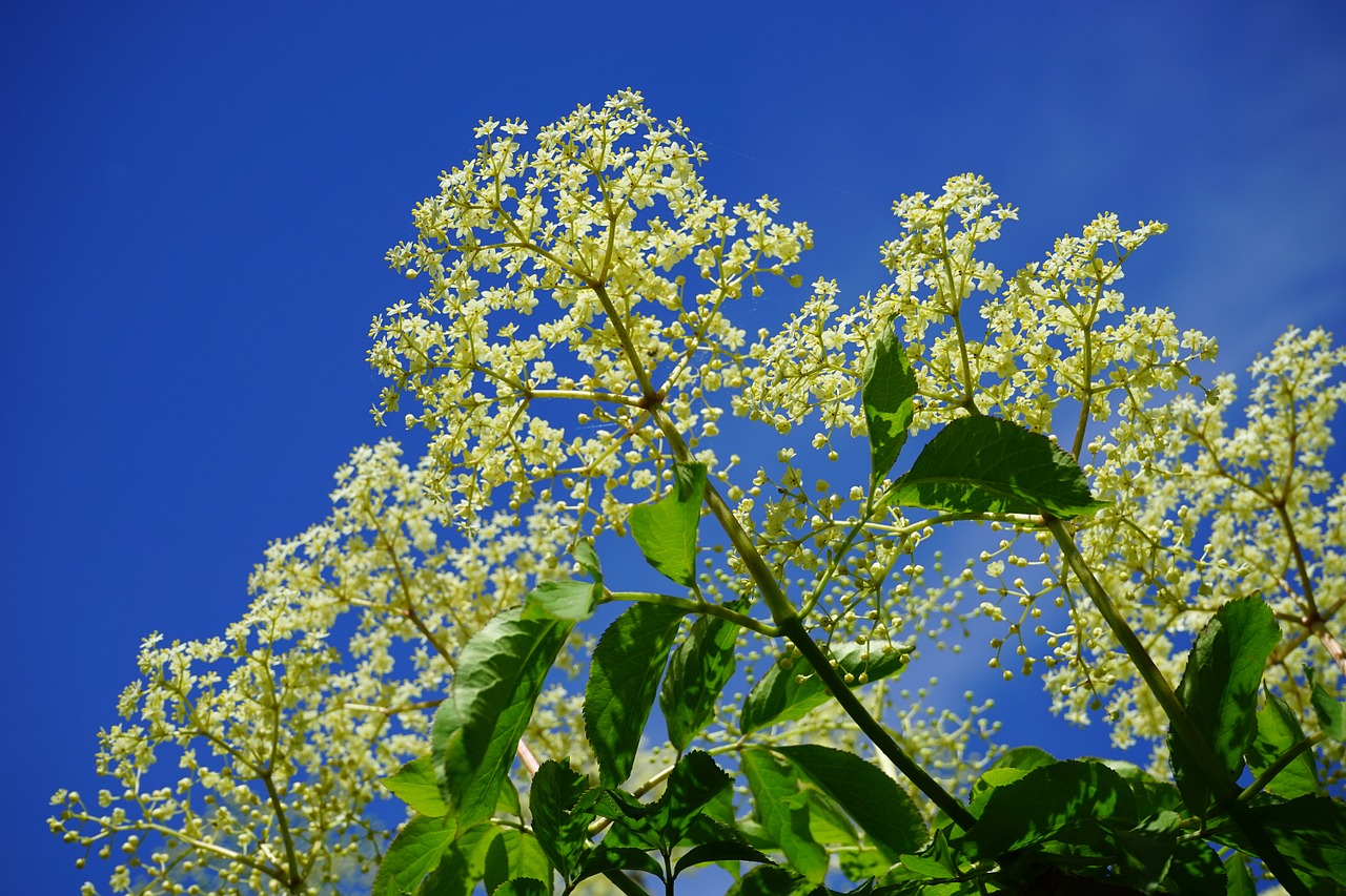 Elderflower, Balta, Gėlės, Juoda Eglutė, Filialas, Žiedynai, Vyresnysis, Sambukas, Adoxaceae, Krūmas