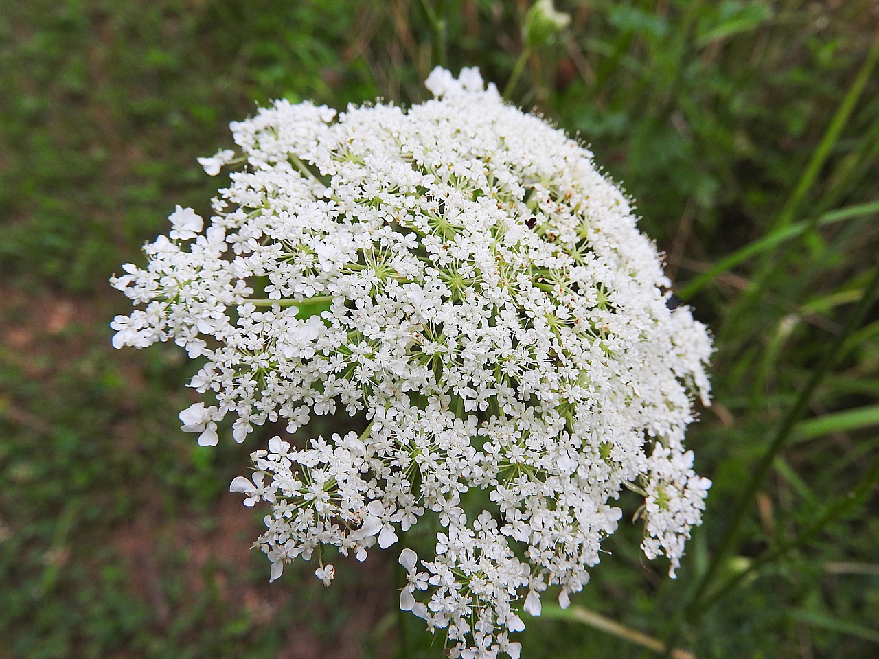 Elderflower,  Sambucus Nigra,  Aštraus Gėlė,  Laukinė Gėlė,  Uždaryti,  Gėlė, Nemokamos Nuotraukos,  Nemokama Licenzija