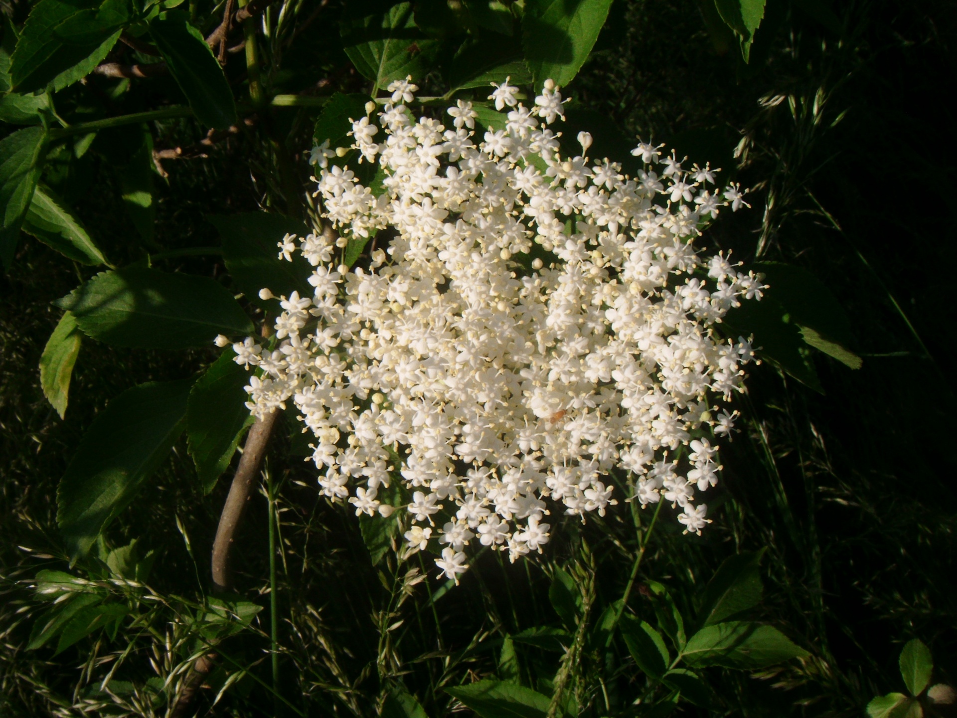 Elderflower,  Eglutė,  Sambukas,  Eglutė,  Nigra,  Sambucus & Nbsp,  Nigra,  Gėlė,  Gėlės,  Balta