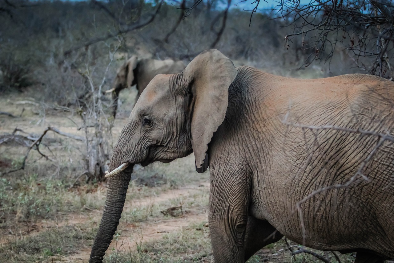 Dramblys, Pachyderm, Laukinė Gamta, Brosmė, Bagažinė, Pilka, Gamta, Nemokamos Nuotraukos,  Nemokama Licenzija