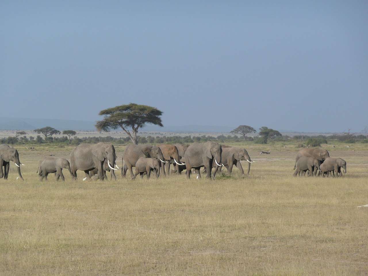 Dramblys, Kenya, Laukiniai, Laukinė Gamta, Afrika, Gyvūnas, Kelionė, Savana, Safari, Žinduolis