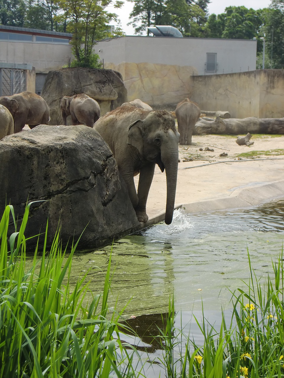 Dramblys, Dramblys Šeima, Dramblio Vaikas, Gyvūnai, Proboscis, Pachyderm, Žinduoliai, Nemokamos Nuotraukos,  Nemokama Licenzija