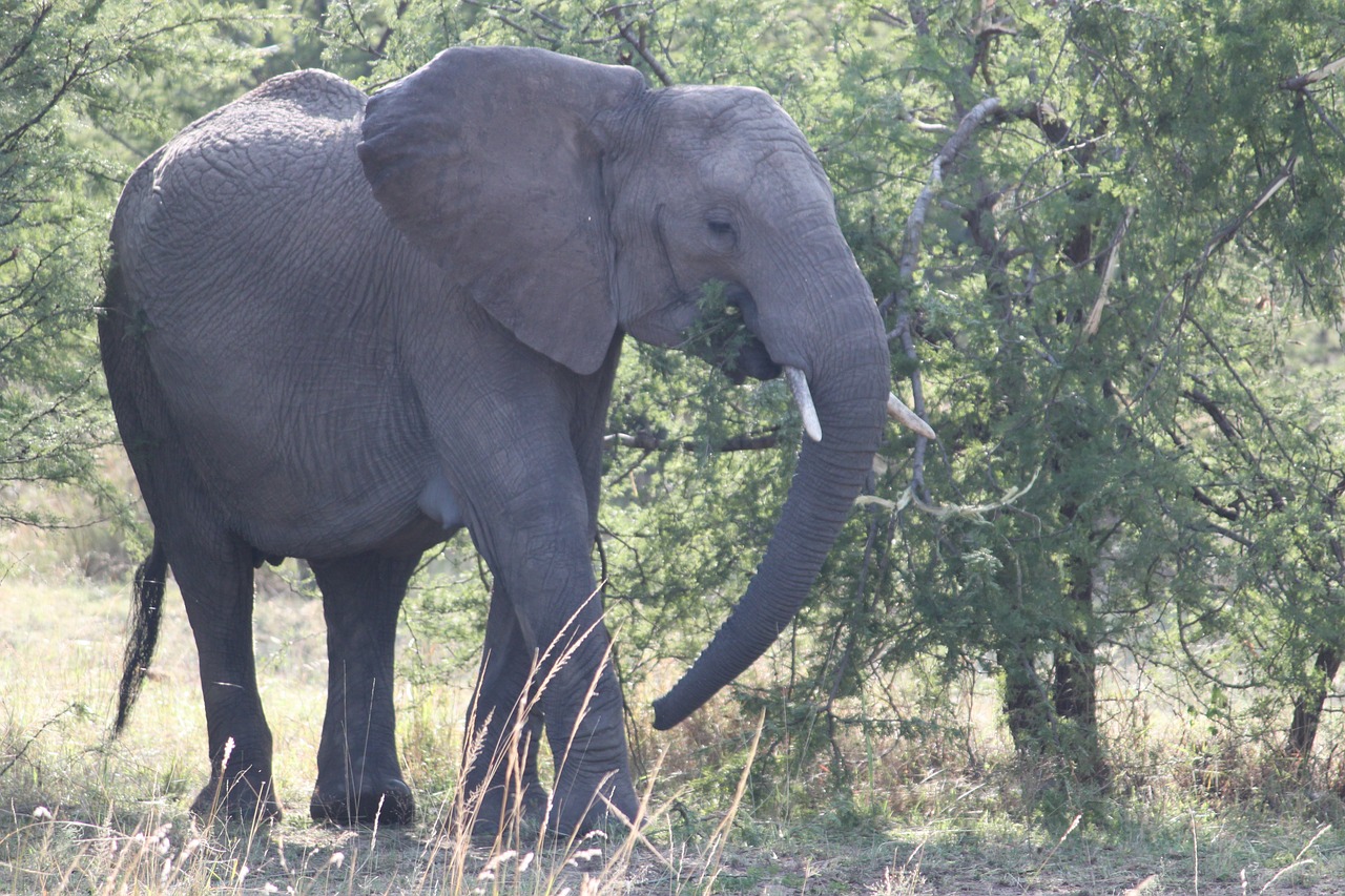 Dramblys, Afrika, Safari, Serengeti, Nemokamos Nuotraukos,  Nemokama Licenzija