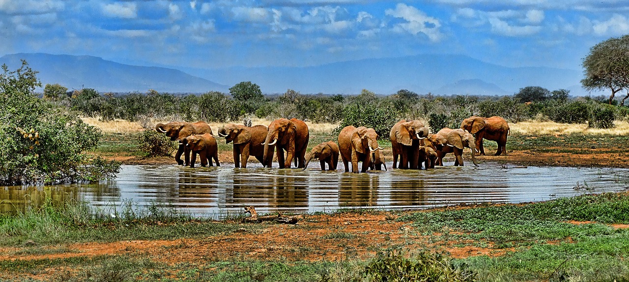 Dramblys, Laistymo Anga, Safari, Afrika, Pietų Afrika, Gamta, Laukinė Gamta, Gyvūnų Pasaulis, Vandens Skylė, Nemokamos Nuotraukos