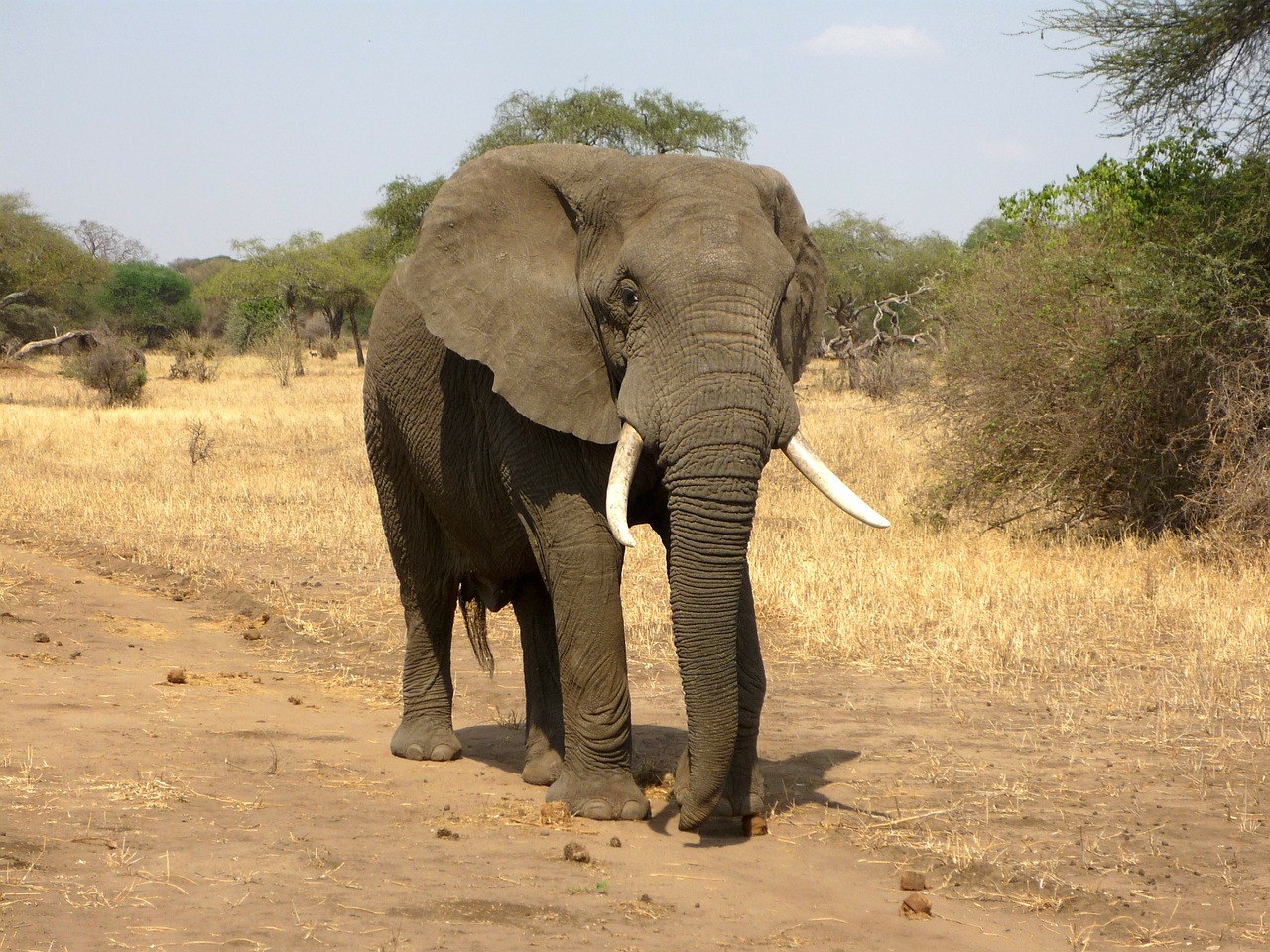 Dramblys, African Bush Dramblys, Savana, Afrika, Dykuma, Nacionalinis Parkas, Safari, Nemokamos Nuotraukos,  Nemokama Licenzija