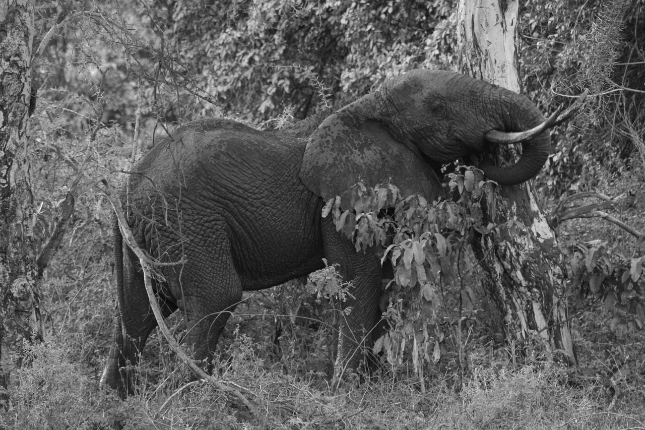 Dramblys, Medis, Safari, Afrika, Laukiniai, Laukinė Gamta, Gyvūnas, Žinduolis, Bagažinė, Bebaimis