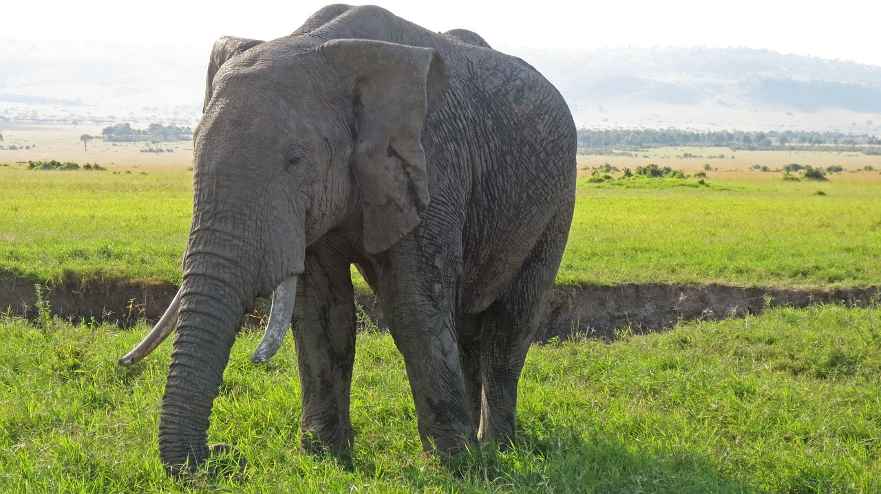 Dramblys, Afrika, Safari, Nemokamos Nuotraukos,  Nemokama Licenzija