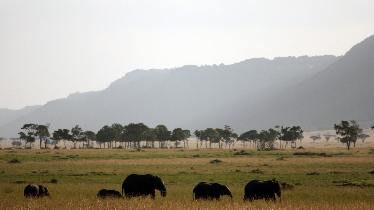 Dramblys, Afrika, Safari, Šeima, Gyvūnai, Nemokamos Nuotraukos,  Nemokama Licenzija