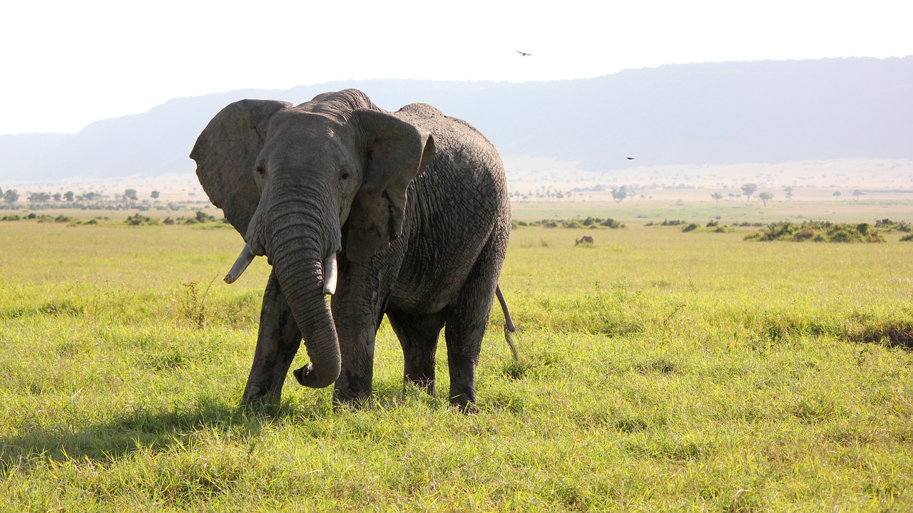 Dramblys, Afrika, Safari, Nemokamos Nuotraukos,  Nemokama Licenzija