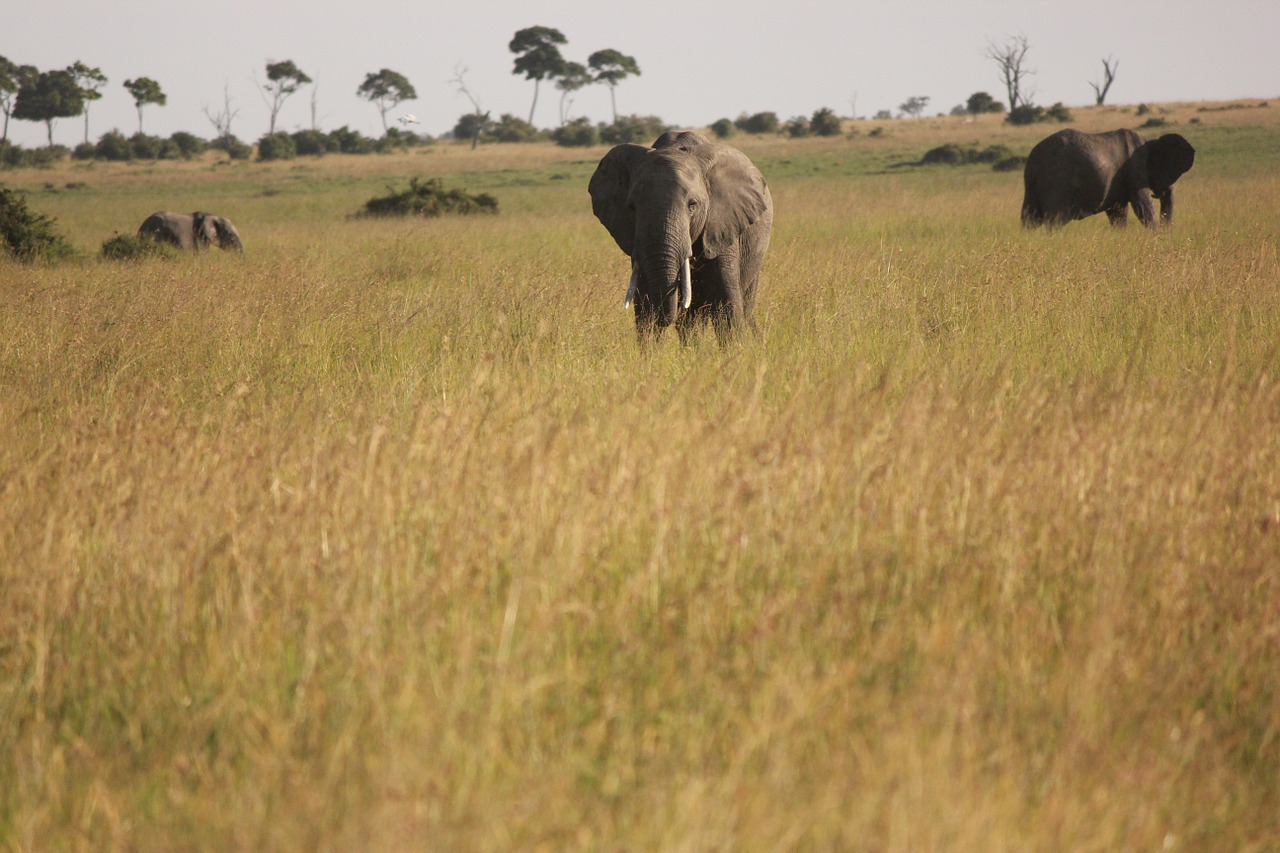 Dramblys, Afrika, Safari, Nemokamos Nuotraukos,  Nemokama Licenzija