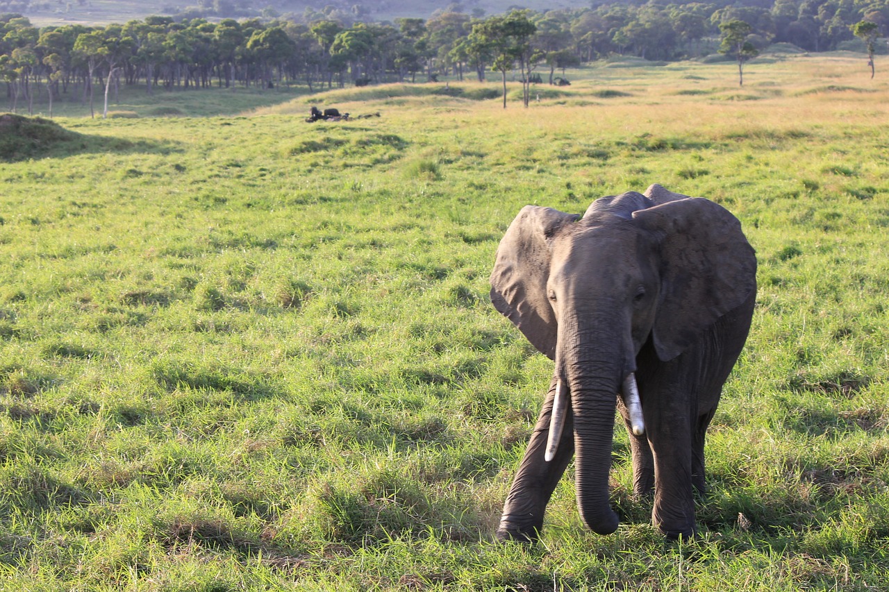 Dramblys, Afrika, Safari, Nemokamos Nuotraukos,  Nemokama Licenzija