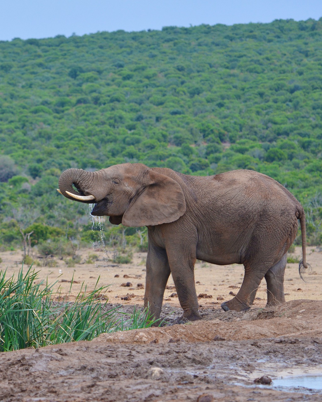 Dramblys, Pietų Afrika, Addo Nacionalinis Parkas, Nemokamos Nuotraukos,  Nemokama Licenzija