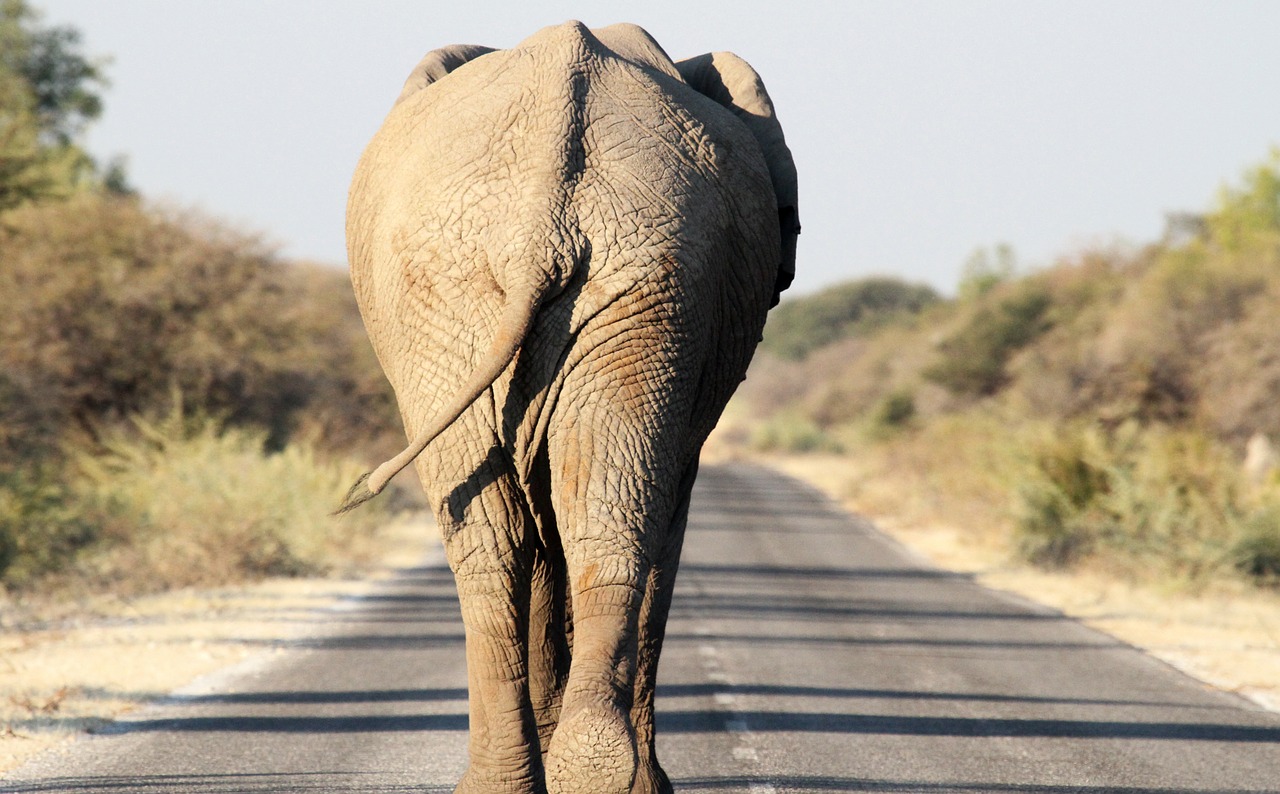 Dramblys, Etosha, Kelias, Nemokamos Nuotraukos,  Nemokama Licenzija