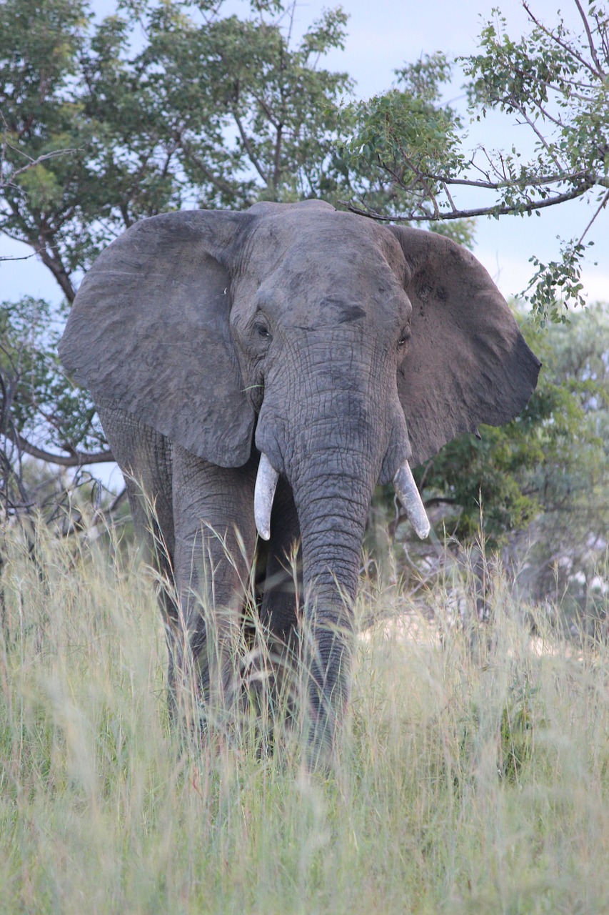 Dramblys, Tusks, Afrika, Gyvūnas, Laukiniai, Žinduolis, Safari, Gamta, Bagažinė, Pavojingas