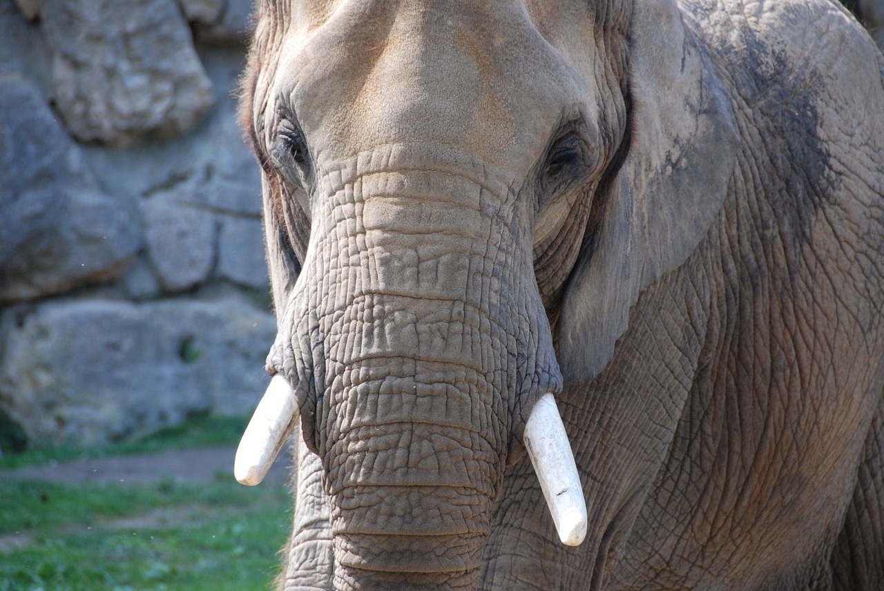 Dramblys, Tusks, Zoologijos Sodas, Iš Arti, Nemokamos Nuotraukos,  Nemokama Licenzija