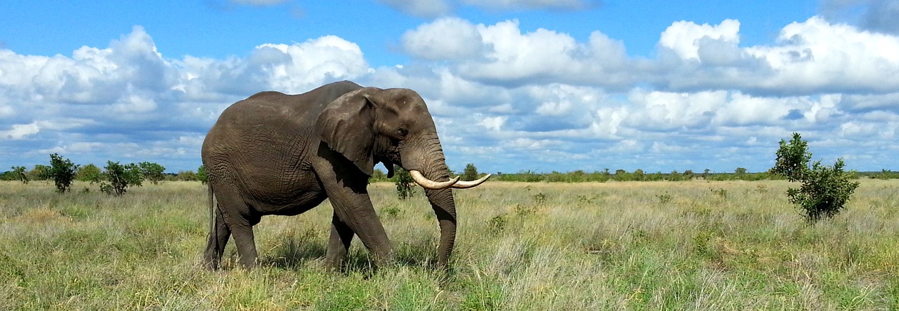 Dramblys, Kruger Nacionalinis Parkas, Pietų Afrika, Safari, Nemokamos Nuotraukos,  Nemokama Licenzija