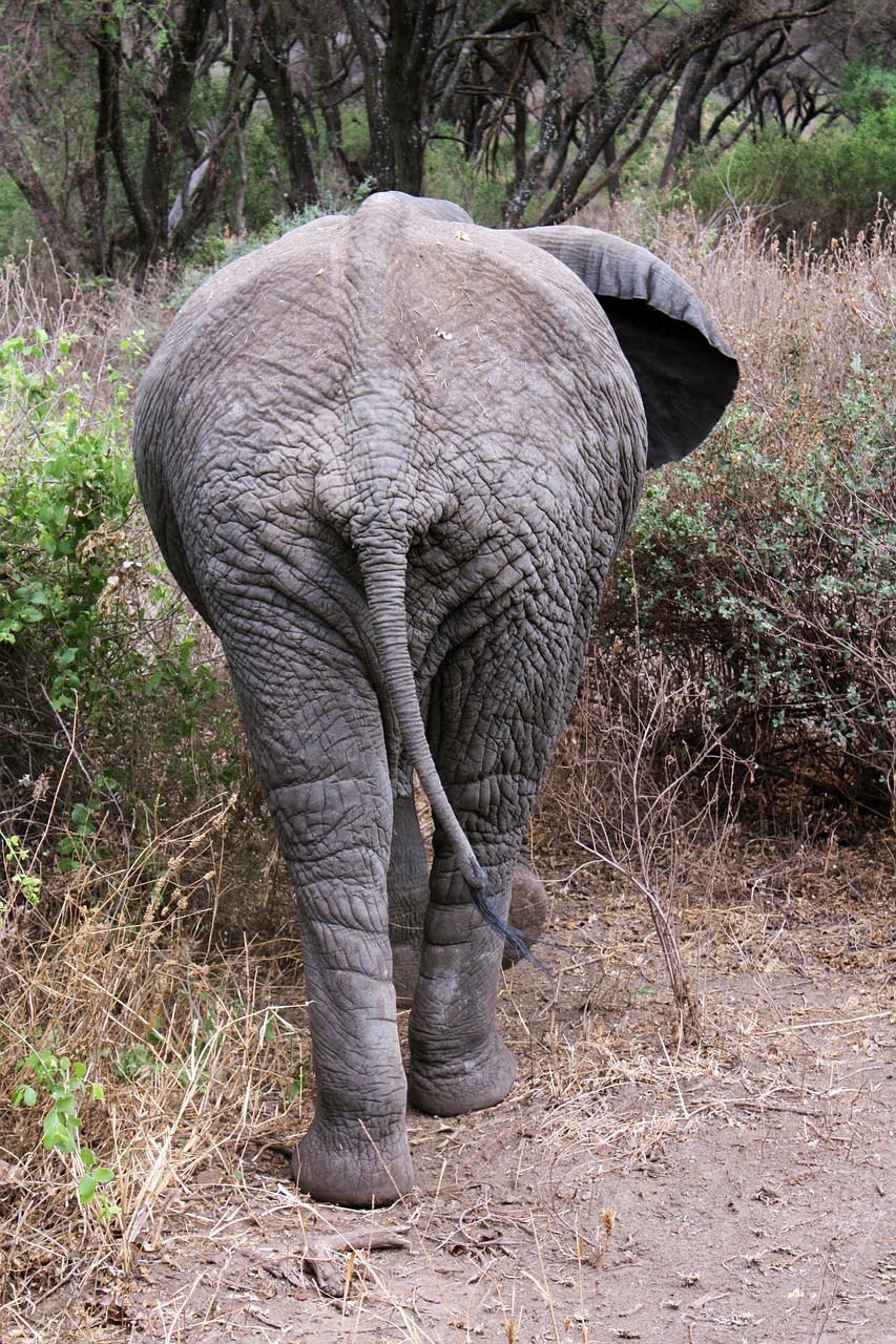 Dramblys, Safari, Tanzanija, Afrika, Gyvūnas, Plėšrūnas, Galinė Dalis, Gamta, Uodega, Iš Arti