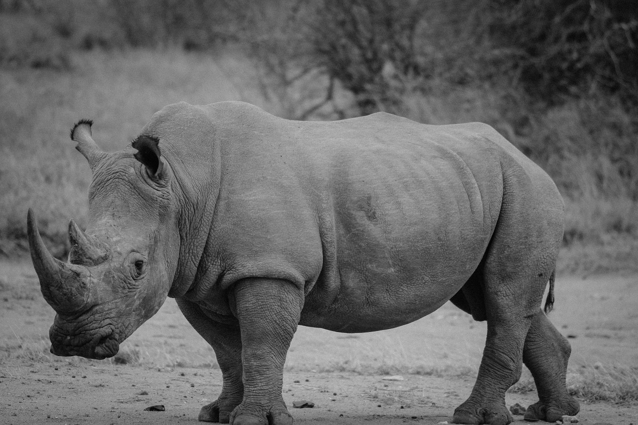 Raganos, Safari, Rhino, Žinduolis, Gyvūnas, Laukinė Gamta, Juoda Ir Balta, Kruger, Zoologijos Sodas, Parkas