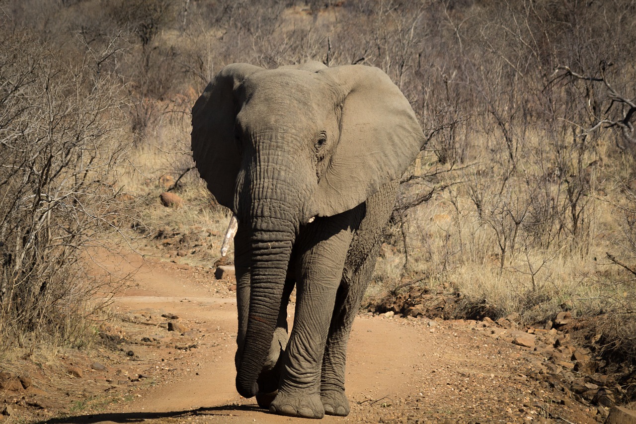 Dramblys, Afrika, Laukinė Gamta, Safari, Pachyderm, Nemokamos Nuotraukos,  Nemokama Licenzija